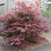 A Japanese maple tree with reddish leaves grows in a corner between a wooden fence and a paved surface.