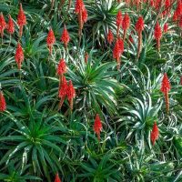 A dense cluster of Aloe 'Candelabra' 10" Pot, showcasing tall red flower stalks reminiscent of a candelabra in full bloom.