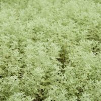 A close-up view of dense, green foliage in a 4" pot, consisting of small, finely textured leaves from Artemisia 'Roman Wormwood' 4" Pot.