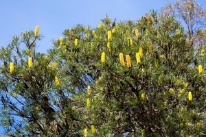 A tree branches out with green foliage and numerous bright yellow Banksia attenuata 'Candlestick Banksia' 6" Pot flowers, set against a clear blue sky.
