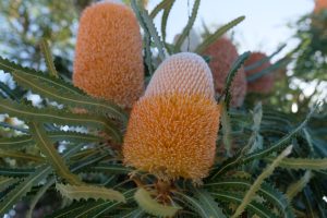 Close-up of orange Banksia attenuata 'Candlestick Banksia' 6" Pot (Copy) flowers with dense, spiky foliage. The cone-shaped blooms transition from white at the top to orange at the base, resembling a candlestick. Perfect for a 6" pot, these flowers add vibrant color and texture to any garden space.