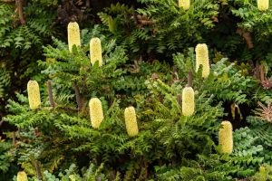Green shrubs with elongated, pale yellow flowers in a natural outdoor setting, featuring the striking Banksia grandis 'Bull Banksia' 6" Pot.
