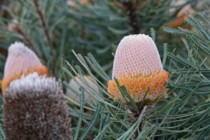 Close-up of pink and orange Banksia flowers surrounded by green spiky leaves in a Banksia 'Hooker's Banksia' 6" Pot.