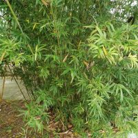 A dense cluster of Bambusa 'China Gold' Bamboo (Copy) plants with green leaves and some dry leaves, growing next to a concrete path.