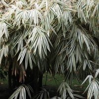 A dense cluster of Bambusa 'Malay Dwarf Green' Bamboo 8" Pot (Copy) with long, slender leaves featuring green and white stripes, growing outdoors in a lush setting.