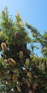 A Banksia 'Gold Stalk Banksia' 6" Pot boasts numerous cylindrical-shaped flowers and dense green foliage, all set against a clear blue sky.