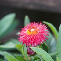 Close-up of a vibrant red-pink Bracteantha 'Mohave Purple Red' Native Paper Daisy 6" Pot (Copy) flower with a yellow center, surrounded by green leaves.