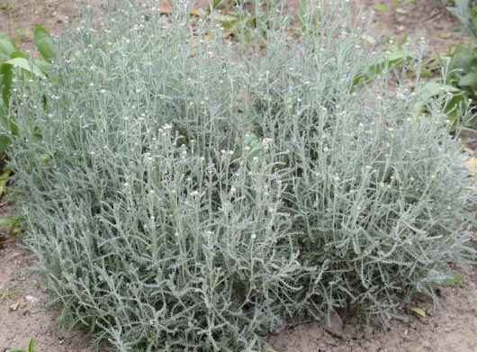 Calocephalus 'Milky Beauty Heads' 6" Pot
