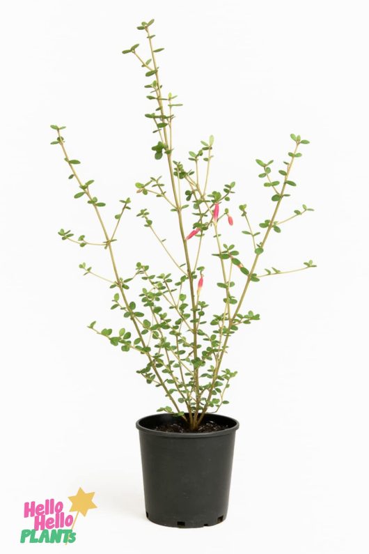 A Correa redex 6" Pot, featuring thin upright stems, small green leaves, and several pink tubular flowers, is set against a white background with the "Hello Hello Plants" logo in the bottom left corner.