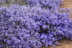 A dense cluster of vibrant purple Dampiera wildflowers, also known as Kangaroo Lobelia, grows low to the ground in an outdoor setting, flourishing beautifully in a Dampiera 'Kangaroo Lobelia' 6" Pot.