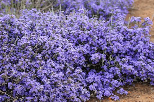 A dense cluster of vibrant purple Dampiera wildflowers, also known as Kangaroo Lobelia, grows low to the ground in an outdoor setting, flourishing beautifully in a Dampiera 'Kangaroo Lobelia' 6" Pot.