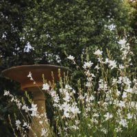 A birdbath stands amid lush green foliage and blooming white flowers, surrounded by the graceful charm of a Gaura Belleza 'White' Butterfly Bush 4" Pot.