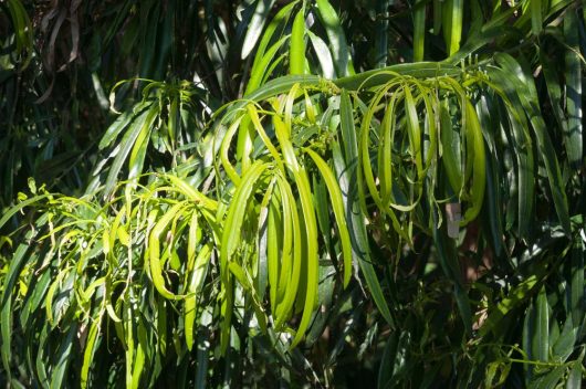 Close-up of green, narrow, elongated leaves on a Geijera parviflora tree branch, illuminated by sunlight. This Geijera parviflora Wilga 16" Pot thrives beautifully.