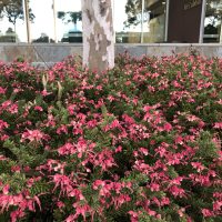 Pink and green flowering bushes in front of a tree and a modern building with large windows and a sign reading "McCubbin" in the background.
