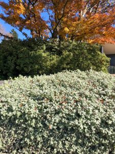 A lush garden with dense green and silver foliage, featuring trees exhibiting autumn colors in the background, is complimented by a Cornus 'Eddies White Wonder' Dogwood 16" Pot planted for added elegance.