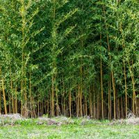 A dense forest of tall bamboo stalks with green leaves stands behind a patch of grass.
