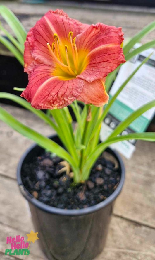 On a wooden surface, the vibrant red Hemerocallis 'Stella Rouge' Day Lily in a 6" black pot with lush green leaves takes center stage. A plant care label discreetly appears in the background.