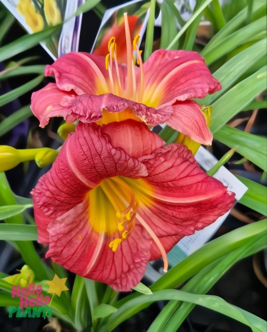 Two Hemerocallis 'Stella Rouge' Day Lilies in full bloom, their vibrant red and yellow petals accented by lush green leaves, illustrate the captivating charm of this plant.