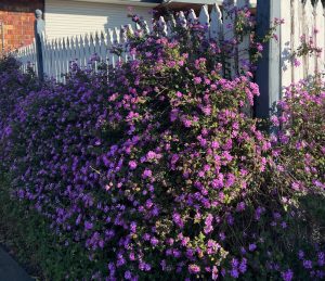 A dense cluster of purple flowers grows along a white picket fence in front of a house, with sunlight casting shadows on the ground.