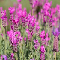 A field of bright Lavandula 'Pink Queen' PBR Lavender 6" Pot (Copy) flowers in full bloom with green stems and leaves in clear daylight.