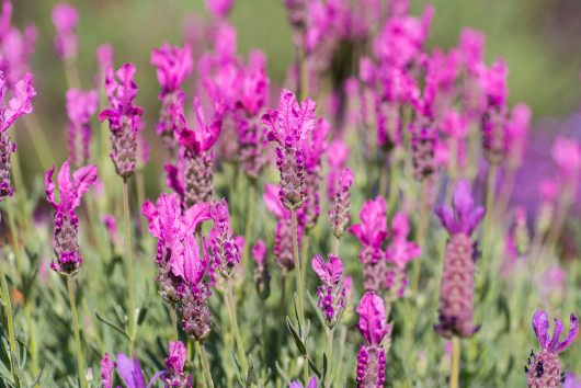A field of bright Lavandula 'Pink Queen' PBR Lavender 6" Pot (Copy) flowers in full bloom with green stems and leaves in clear daylight.