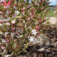 Philotheca Ruby Cascade waxflower australian native
