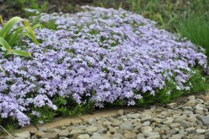 A cluster of light purple flowers in full bloom growing beside a path lined with small stones. Green foliage is visible among the flowers.