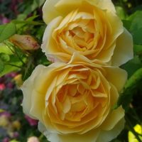 Two fully bloomed pale yellow roses with lush petals, surrounded by green leaves and budding flowers in the background, hint at the elegance of a Rose 'Pierre de Ronsard' Red Climber (Copy).