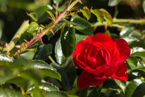 A vibrant red Rose 'Mona Lisa' Bush Form (Copy) in full bloom, surrounded by glossy green leaves and thorny stems.