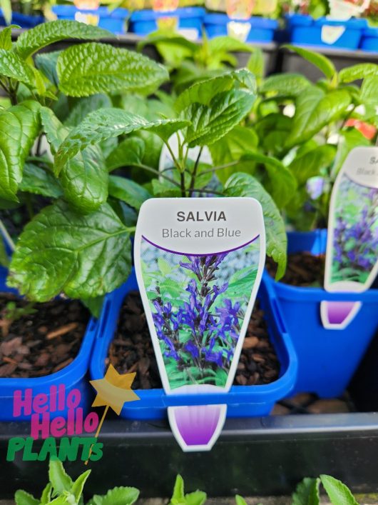 Close-up of a potted Salvia 'Black and Blue' 4" Pot from a plant nursery, surrounded by other potted plants in blue containers. A sign in the background says "Hello Hello Plants.
