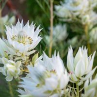 Close-up of white protea flowers in bloom, nestled in green foliage, reminiscent of a Serruria 'Lemon Honey' 6" Pot.