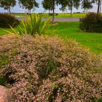 A green lawn with a large bush covered in small purple flowers in the foreground. There are taller green plants and trees in the background, along with a pathway and open field beyond.