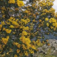 A Hop Wattle (Acacia stricta) with clusters of bright yellow flowers stands on a rocky hillside, offering a distant view of mountains in the background. Known for its resilience, this beautiful plant can thrive even in an Acacia stricta 'Hop Wattle' 6" Pot.