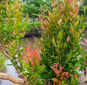 A close-up of an Acmena 'Slim Jim' Lilly Pilly 6" Pot with green and reddish leaves, set against the background of a calm river and green trees.