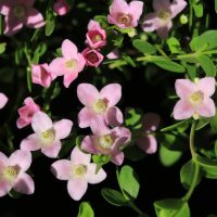 Close-up of small, light pink Boronia 'Seaside Stars' 6" Pot flowers with green leaves. The flowers have five slightly pointed petals each and surround a white and yellow center, making them perfect for a 6" pot.