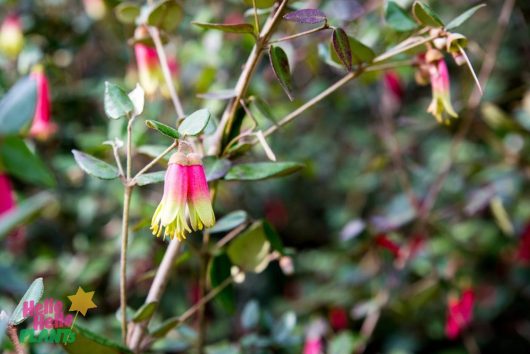 Close-up of Correa redex in a 6" pot, showing tubular pink and yellow flowers and green leaves against a blurred natural background.