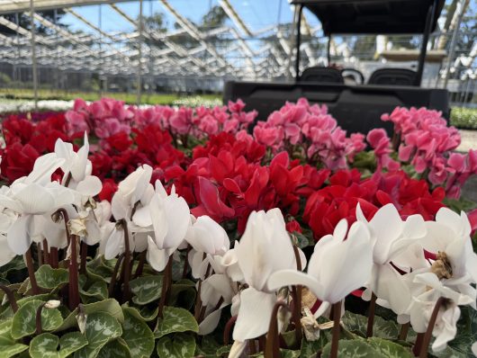 Cyclamen 'Mini Pom Pom Mix' 5" Pot flowers in white, red, and pink are showcased in a greenhouse, with a black cart visible behind them.