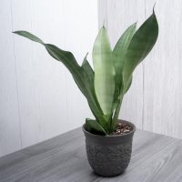 A Sansevieria 'Moonshine' Snake Plant 8″ Pot sits on a gray wooden surface against a light-colored wooden wall.