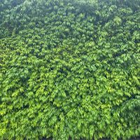 A tall, dense hedge covered in green foliage, bordered by a paved stone walkway at the bottom, features the delicate beauty of Waterhousia 'Weeping Lilly Pilly' (Copy) interwoven throughout.