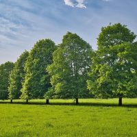 A row of tall, leafy trees stands in a grassy field under a partly cloudy blue sky.