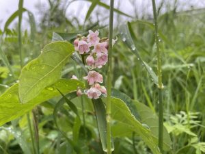 Close-up of small pink and white flowers blooming among green leaves and grass, with droplets of water on the foliage.