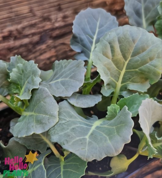 Close-up of young Brassica 'Broccoletti' from a 4" pot in a garden bed, showcasing broad green leaves with visible veins.