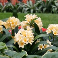 Clusters of pale yellow flowers with green leaves in a garden setting, a lush lawn and orange flowers in the background.