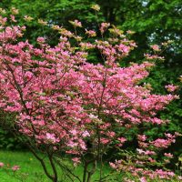 A vibrant Cornus 'Eric Gennett' Dogwood from the 16" pot collection, adorned with pink blossoms, stands against a lush green foliage backdrop.