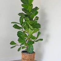 A large Fiddle Leaf Fig plant in a woven basket sits against a plain white wall on a light wood floor.