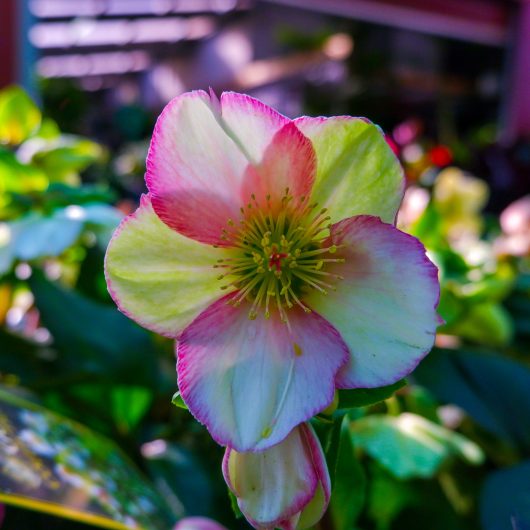 Helleborus 'Ice 'n Roses' Picotee Hellebore 6" Pot