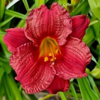 The Hemerocallis 'Cranberry Baby' 6" Pot features striking, ruffled red petals with a vivid yellow center, complemented by lush green foliage.