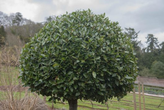 A neatly trimmed, spherical topiary bush stands against a backdrop of a garden with trees and overcast sky.