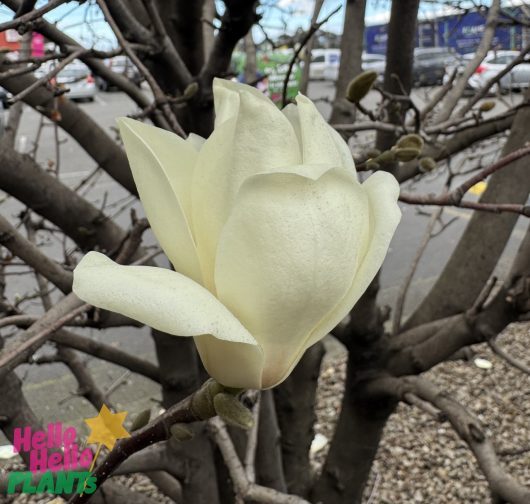Magnolia 'Yulan' 16" Pot