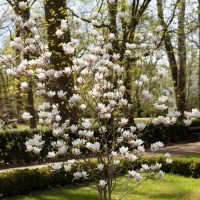 A blooming magnolia tree with white flowers stands in a green garden, complemented by tall trees in the background. This beauty, known as Magnolia 'Dolly Horn' 13" Pot, thrives magnificently in its 13" pot.